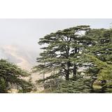Millwood Pines Cedar Forest of Lebanon - Wrapped Canvas Photograph Canvas in White | 24 H x 36 W x 1.25 D in | Wayfair