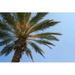 Bay Isle Home™ Palm Tree by Leslee - Wrapped Canvas Photograph Canvas | 8 H x 12 W x 1.25 D in | Wayfair 4236AD6BDDB24857A29E2640264911AD