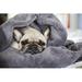 Ebern Designs Dog Wrapped in a Blanket by Ewelina Thepphaboot - Wrapped Canvas Photograph Canvas | 8 H x 12 W x 1.25 D in | Wayfair