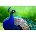 Dakota Fields Regal Male Peacock by Missdaredevil - Wrapped Canvas Photograph Metal | 32 H x 48 W x 1.25 D in | Wayfair