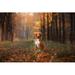 Millwood Pines Nova Scotia Duck Tolling Retriever by Anna-Av - Wrapped Canvas Photograph Canvas | 12 H x 18 W x 1.25 D in | Wayfair