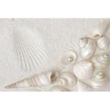 Bungalow Rose White Seashells by Egal - Wrapped Canvas Photograph Canvas | 12 H x 18 W x 1.25 D in | Wayfair E65E70F8C21C4555992C45938077F079
