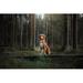 Ebern Designs Nova Scotia Duck Tolling Retriever by Anna-Av - Wrapped Canvas Photograph Canvas | 12 H x 18 W x 1.25 D in | Wayfair