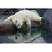 Ebern Designs Polar Bear by Chrisjo Wrapped Canvas Photograph Canvas | 12 H x 18 W x 1.25 D in | Wayfair 0CBFDC96BABD4EED8E6F94733E0940F8