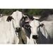 Gracie Oaks Cattle - Nelore on Farm by Andree_Nery - Wrapped Canvas Photograph Canvas | 8 H x 12 W x 1.25 D in | Wayfair