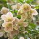 Clematis cirrhosa var. balearica