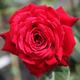Rose 'Ruby Wedding' (Hybrid Tea Rose)