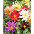 Dahlia Seeds - Dwarf Cactus Mix