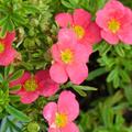 Potentilla fruticosa Plant - BELLISSIMA Noble®