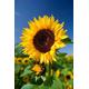 Wild Annual Sunflower Seeds | Non - Gmo