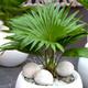 Indoor Houseplant - Livistona Palm Decorative Tropical Gift Plant in 12cm Pot