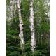 100 X Paper Birch Tree Seeds | Betula Papyrifera Seeds