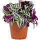 Tradescantia Zebrina Inch Plant Wandering Jew For Home Office | 15-25cm With Pot