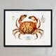 Dungeness Crab Vintage Poster, Golden Retro Print, Antique Fish & Sea Life Poster | Fs44