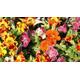 Rare Original Seeds Flower Mimulus Hybrid "Mix