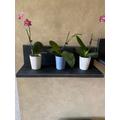 Plant Shelf, Floating Shelf, Wall Plant Floating Small Shelves, Shelves