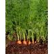 Carrot Seeds Pack For Home Garden From Sri Lanka Ceylon Products Bonsai Plants Seedlings