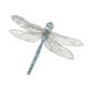 Print - The Emperor Dragonfly Pencil Drawing