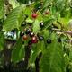 100 X Black Cherry Seeds | Prunus Serotina