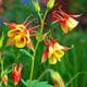 Aquilegia Skinnerii Tequila Sunrise Columbine Seeds - Approx. 10 Organic Flower