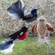 Crafternoon Set Of 3 Felt Tasmanian Bird Craft Kits. -Wren, Robin & Owl