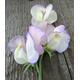 Sweet Pea High Scent Approx. 100 Seeds, One Of The World's Most Fragrant Sweet Peas