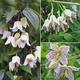 Winter Flowering Clematis Trio