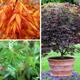 Acer palmatum Japanese Maples Set of 3