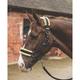 Mark Todd Fleece Lined Headcollar and Lead Rope - Black/Natural - Pony