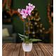 Classic Phalaenopsis Orchid - Orchid Plants - Christmas Plants - Indoor Plants - Indoor Plant Delivery - Houseplants - Free Chocs