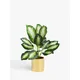 John Lewis Artificial Evergreen Calathea