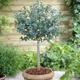 YouGarden Eucalyptus Gunnii Standard Tree 80-100cm Tall in 3L Pot
