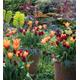 Lily-flowered Tulip Pot Collection (30 bulbs)