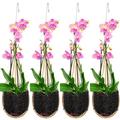 Orchid Planter Thai Bamboo Woven 4 Inch Hanging Orchid Basket with Bird Nest Style Plant Hangers for Trellis or Gazebo Indoor Outdoor Flower Planter (4 Packs)