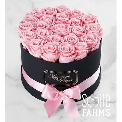 1-800-Flowers Flower Delivery Magnificent Roses Preserved Pink Roses Two Dozen