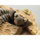 Fossil - DOUBLE/TRIPLE Genuine Trilobite Fossil + Large Eco Stand