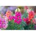 Ebern Designs Snap Dragon (Antirrhinum Majus) - Wrapped Canvas Photograph Canvas | 20 H x 30 W x 1.25 D in | Wayfair