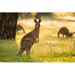 Union Rustic Beautiful Australian Eastern Grey Kangaroo Bathes in Afternoon Light by Burroblando - Wrapped Canvas Photograph Canvas in White | Wayfair
