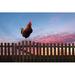 Gracie Oaks Rooster Crowing on a Wooden Fence at Sunrise - Wrapped Canvas Photograph Canvas | 8 H x 12 W x 1.25 D in | Wayfair