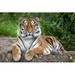 Dakota Fields Siberian Tiger (Panthera Tigris Altaica) by Wrangel - Wrapped Canvas Photograph Metal | 32 H x 48 W x 1.25 D in | Wayfair