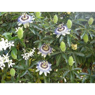 Pianta di Pandorea Jasminoides pianta vera rampicante vari colori da  esterno