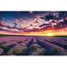 Ophelia & Co. Lavender Flower Blooming Fields in Endless Rows. Sunset Shot by Valio84Sl - Wrapped Canvas Photograph Canvas | Wayfair