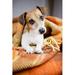 Ebern Designs Dog Resting Under a Warm Blanket by Fly_Dragonfly - Wrapped Canvas Photograph Canvas | 18 H x 12 W x 1.25 D in | Wayfair