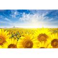 Gracie Oaks Field Sunflower w/ Flare Light on the Sun - Wrapped Canvas Photograph Canvas | 12 H x 18 W x 1.25 D in | Wayfair