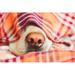 Ebern Designs Dog Under the Blanket by Chalabala - Wrapped Canvas Photograph Metal | 32 H x 48 W x 1.25 D in | Wayfair