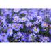 Ebern Designs Small Purple Asters Wildflowers Background - Wrapped Canvas Photograph Canvas in White | 24 H x 36 W x 1.25 D in | Wayfair