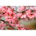 Ebern Designs Spring Blossoms - Wrapped Canvas Photograph Canvas in Red | 8 H x 12 W x 1.25 D in | Wayfair 559F28DA83A74128A98A2DFD17C39EFA