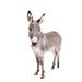 Gracie Oaks Donkey on - Wrapped Canvas Photograph Canvas in White | 36 H x 24 W x 1.25 D in | Wayfair 351105474FE547DFBEFEAB2FF84A2ABE