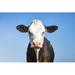 Gracie Oaks Black & White Cow, Grumpy Look, Pink Nose & as Background a Blue Sky - Wrapped Canvas Photograph Canvas | Wayfair