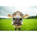 Gracie Oaks Cows - Wrapped Canvas Photograph Canvas | 12 H x 18 W x 1.25 D in | Wayfair 9D9D703E21494083A91F50658562F149